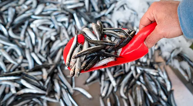 Iniciaron la temporada de pesca de anchoveta