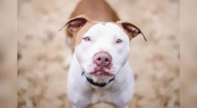 Una familia asesinó a la propietaria de un pitbull que había atacado a su mascota. Foto: Referencial/Difusión