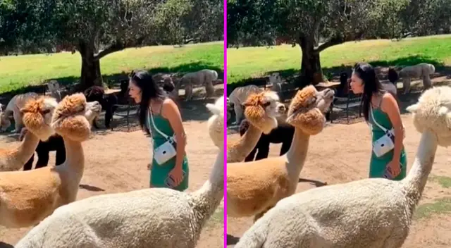 La joven pensó que el animal quería darle un beso. La joven pensó que el animal quería darle un beso.