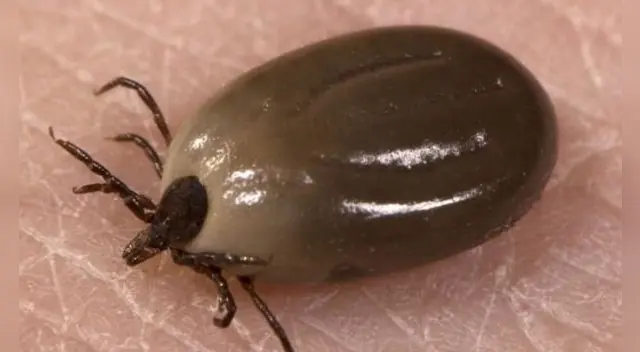 Soñar con garrapatas es de mal augurio.