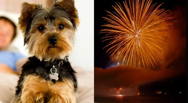 Ten empatía y evita comprar productos pirocténicos.