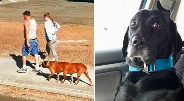 En la imagen, el perro parece tener seis patas y también dos abdómenes, lo que sugiere que mide más del doble de la longitud del perro promedio.