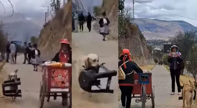 Perro se ha convertido en un personaje viral en las redes sociales.
