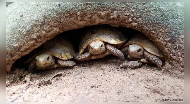 Pescador apuñala a decenas de tortugas marinas protegidas en Japón y huye tras atroz crimen.