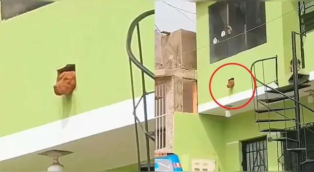 ¡Bien, Firulais! La imagen se ha robado la atención de miles de usuarios en la popular red social.