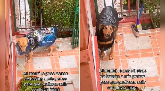 La escena ha desatado miles de risas en a popular plataforma de videos llegando a más del millón de vistas.