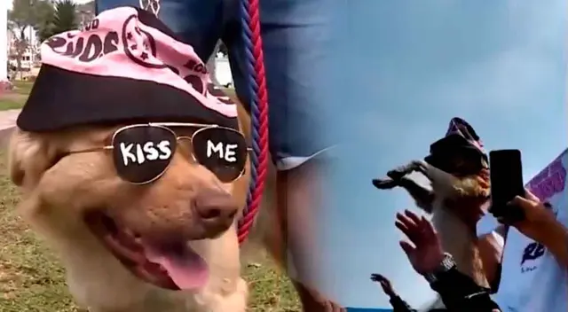 Perrito Oso es hincha acérrimo del Sport Boys. Perrito Oso es hincha acérrimo del Sport Boys.