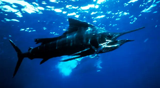 Los pescadores informaron que se estimó que el pez vela pesaba unos 45 kilos, dijo la oficina del alguacil. Los pescadores informaron que se estimó que el pez vela pesaba unos 45 kilos, dijo la oficina del alguacil.