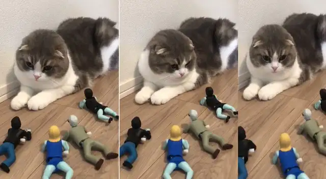 Peculiar escena del gato en una sala se hizo viral en las redes sociales.