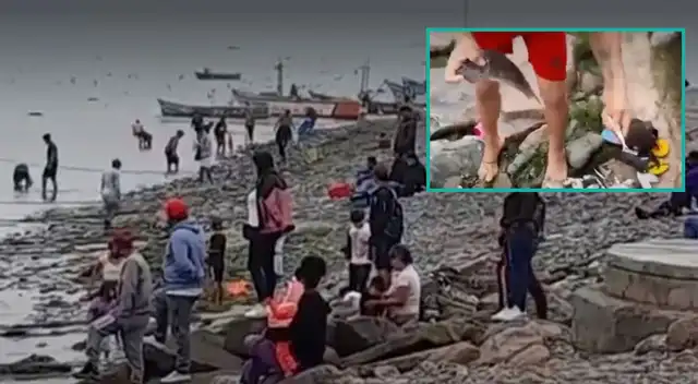 Al menos cuatro clases de peces llegaron al mar de Pisco.