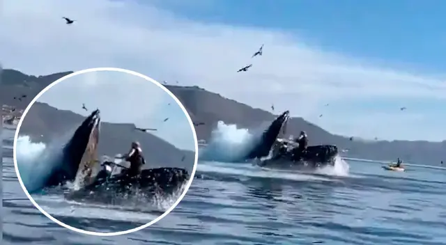 Ballena se come a dos mujeres Ballena se come a dos mujeres