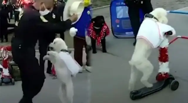 Perritos de la PNP, mostraron sus habilidades en la Parada Militar.