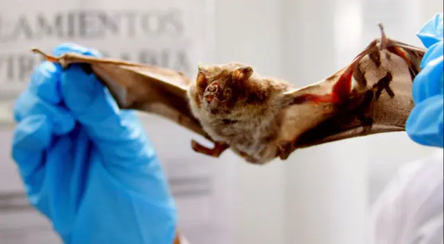 Muerciélagos lo han relacionado con el origen de esta pandemia del COVID-19.