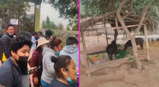 El joven captó el preciso momento en que los animales estaban comiendo. El joven captó el preciso momento en que los animales estaban comiendo.