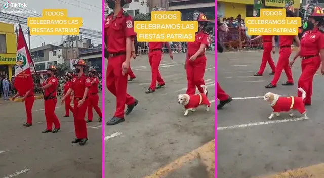 El perrito marchó junto a los bomberos de Puente Piedra.