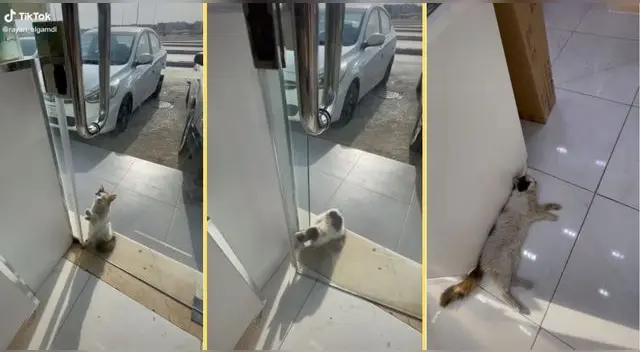 La escena se volvió viral en la popular plataforma alcanzando casi los 4 millones de vistas.