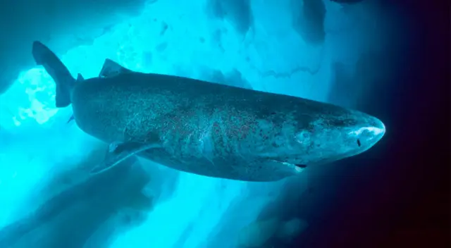 Los científicos especulan que los movimientos lentos del animal contribuyen a su larga vida. Los científicos especulan que los movimientos lentos del animal contribuyen a su larga vida.