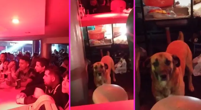 El perrito no dejó solo a su dueño y lo acompañó a trabajar. El perrito no dejó solo a su dueño y lo acompañó a trabajar.
