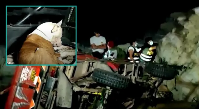 Mascota se queda al lado de los cuerpos de sus dueños que murieron al caer al río. Mascota se queda al lado de los cuerpos de sus dueños que murieron al caer al río.