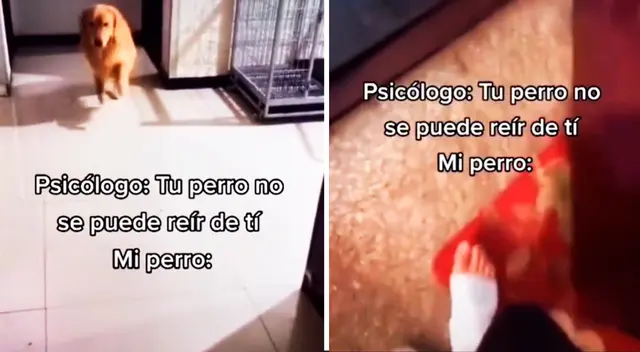 La acción del perrito fue motivo de debate en TikTok. ¿Qué pasó?