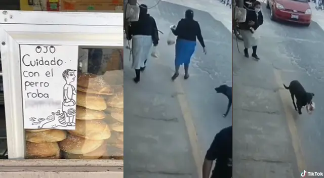 Peculiar escena del perro se hizo viral en las redes sociales. Peculiar escena del perro se hizo viral en las redes sociales.