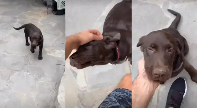 Patricio Parodi presenta a nuevo integrante de la familia Patricio Parodi presenta a nuevo integrante de la familia