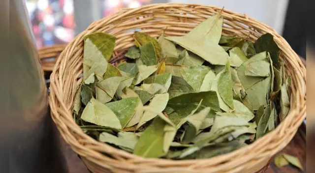 ¿Sabías que la hoja de coca tiene 7 beneficios increíbles? Descubre estas propiedades poco conocidas y cómo pueden mejorar tu salud.