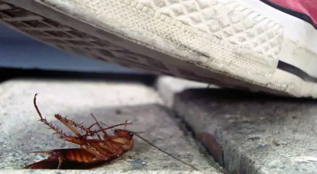 Conoce por qué al pisar cucarachas puede afectar tu salud.