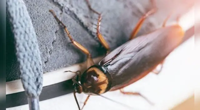 Soñar con cucarachas no es nada agradable.