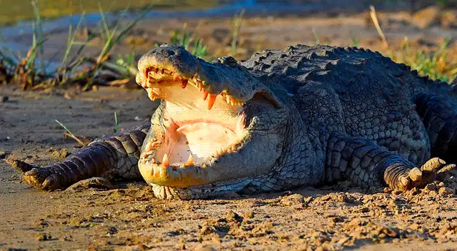 El animal atacó a la menor cuando se encontraba jugando en una laguna.