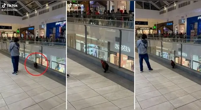 La escena se ha vuelto viral en la popular plataforma llegando a más del millón de reproducciones. La escena se ha vuelto viral en la popular plataforma llegando a más del millón de reproducciones.