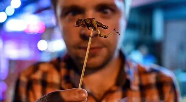 Interpreta lo que está pasando con el sueño de insectos.