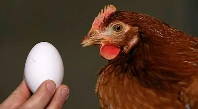 Las predicciones son positivas para quien sueña con huevos sanos. Las predicciones son positivas para quien sueña con huevos sanos.