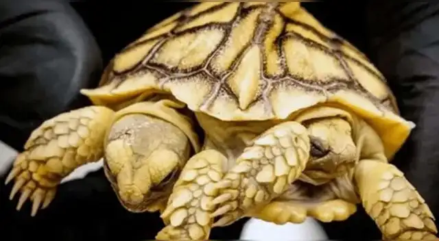 Tras realizar una tomografía computarizada, se comprobó que gracias a su único corazón y tracto gastrointestinal, podrá vivir un largo tiempo.(ANP)