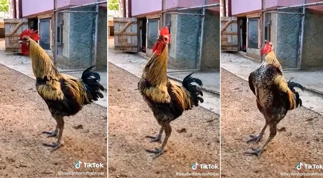 El video fue replicado por varios usuarios de TikTok, quienes no dudaron en grabarse reaccionando a la graciosa escena. El video fue replicado por varios usuarios de TikTok, quienes no dudaron en grabarse reaccionando a la graciosa escena.