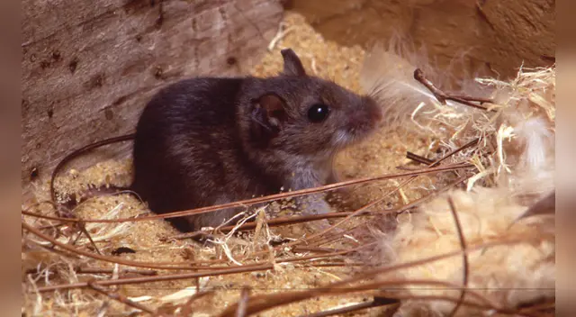 Cuidado con el hantavirus, no hay cura.