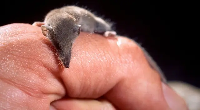 El veneno de las musarañas no es mortal para los humanos, solo doloroso.