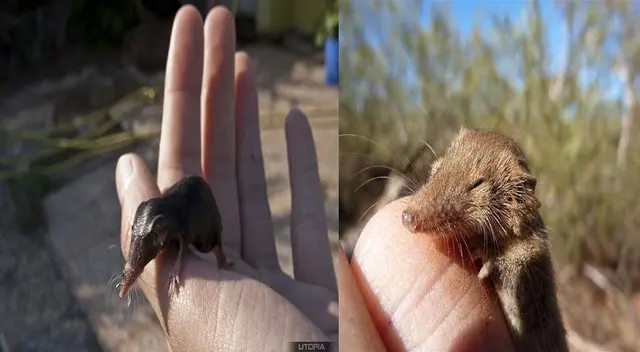 Nuevos hallazgos sobre el henipavirus. Nuevos hallazgos sobre el henipavirus.