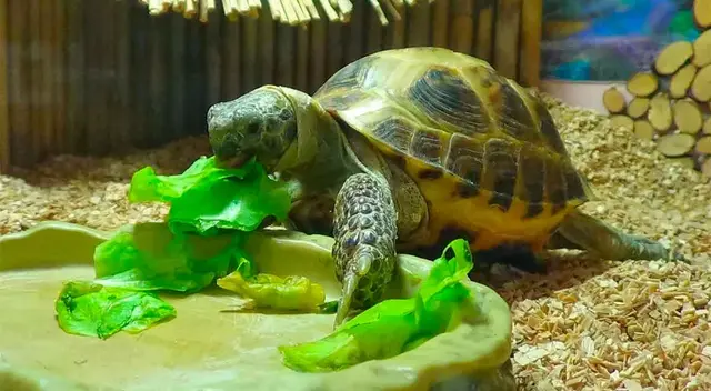 Soñar con tortugas pequeñas hace referencia a que eres una persona reservada a la que le cuesta exteriorizar sus emociones.