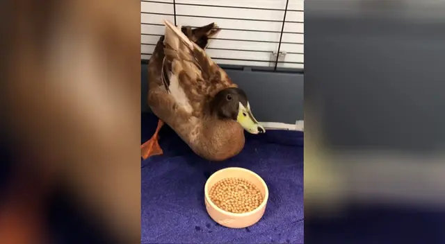 Veterinaria tomó decisión antes de que se lastime el aparato reproductor.