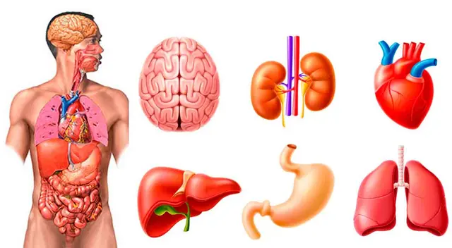 Conoce cuántos órganos tiene el cuerpo humano.