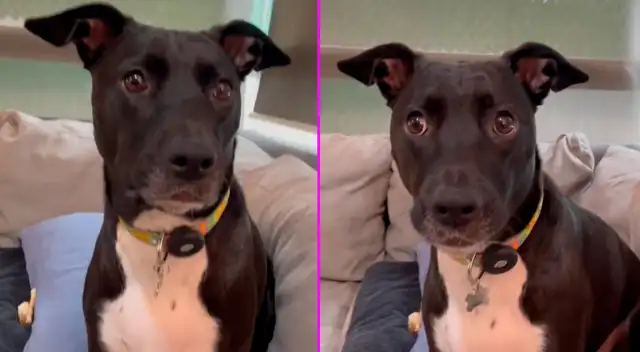 La perrita no podía creer lo que estaba escuchando.