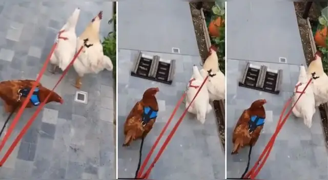 El hecho se robó las miradas de miles de usuarios en la red social haciendo graciosos comentarios.