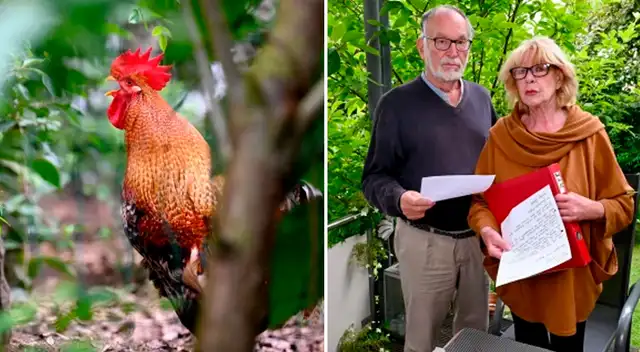 El ave de corral canta a una intensidad de 80 decibeles, que es el mismo nivel que una calle con mucho tráfico. El ave de corral canta a una intensidad de 80 decibeles, que es el mismo nivel que una calle con mucho tráfico.
