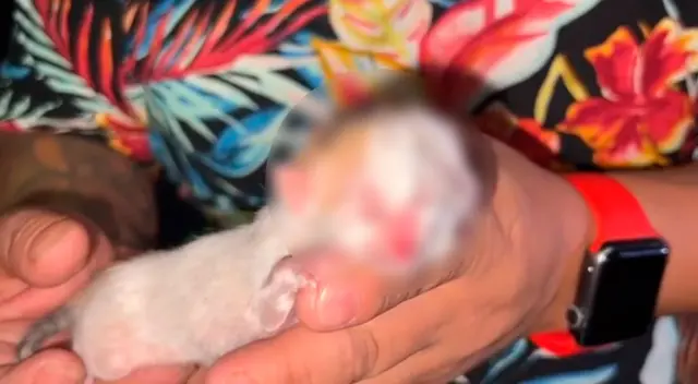 Piden el apoyo de médicos veterinarios o alguna organización que brinde protección animal, a fin de que pueda sobrevivir y tener una vida normal.