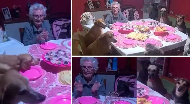 La señora festejó su cumpleaños con sus amigos más fieles, sus perros. La señora festejó su cumpleaños con sus amigos más fieles, sus perros.