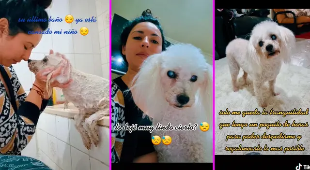 La joven contó que su perrito sufría dolores debido a su avanzada edad. La joven contó que su perrito sufría dolores debido a su avanzada edad.