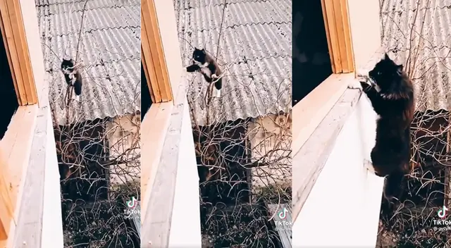 Peculiar escena del gato en la ventana se hizo viral en las redes sociales. Peculiar escena del gato en la ventana se hizo viral en las redes sociales.
