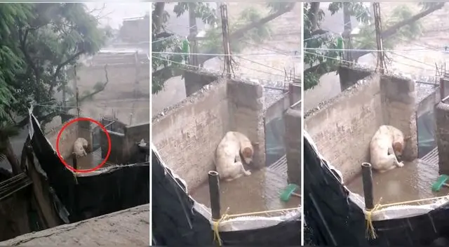 La escena ha tocado los corazones de usuarios en Twitter, quienes agradecieron enormemente atender el caso.