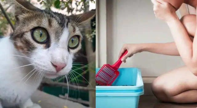 Conoce los mejores remedios caseros para eliminar el mal olor de la orina del gato. Conoce los mejores remedios caseros para eliminar el mal olor de la orina del gato.